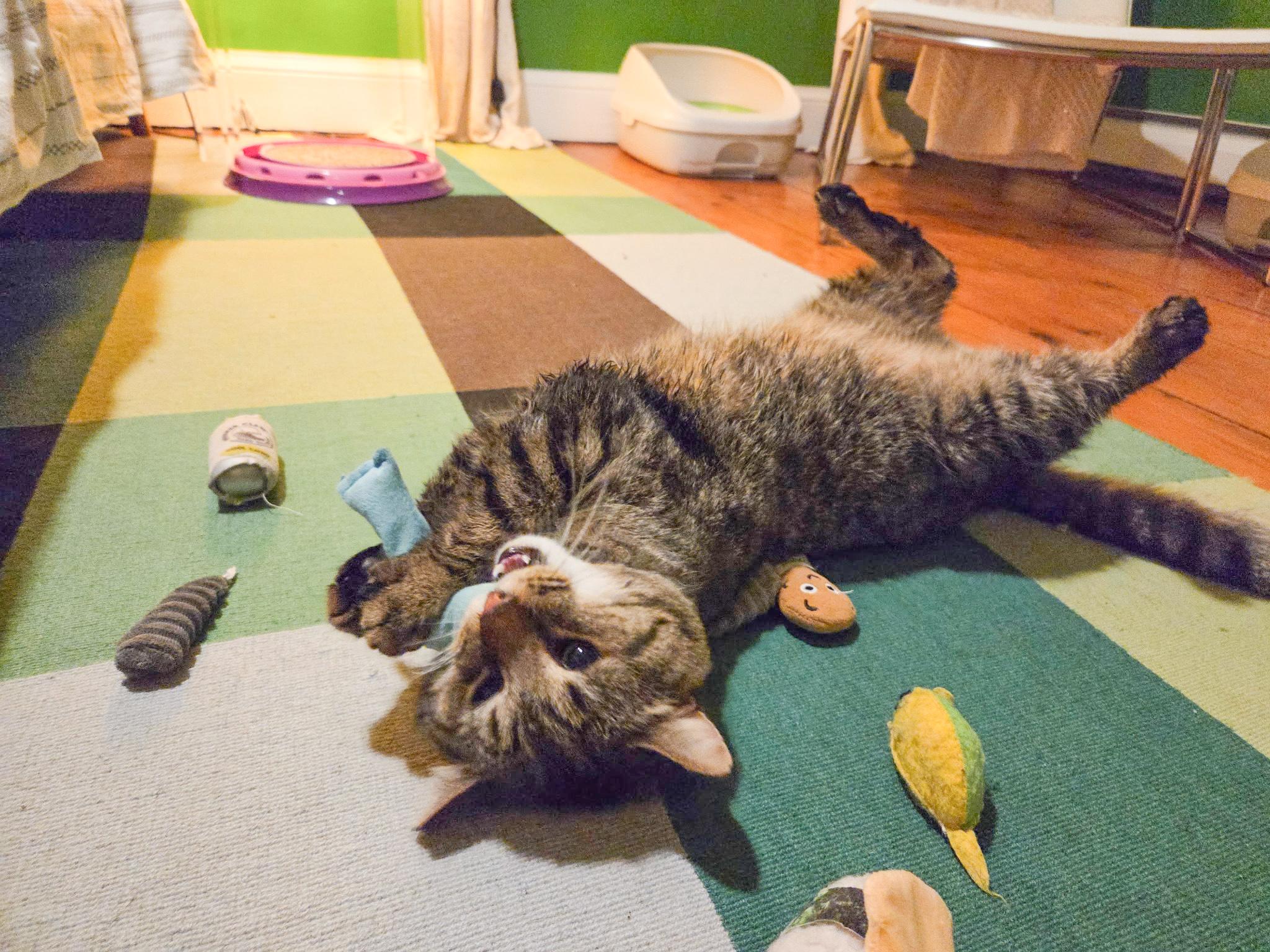 Enlarge Monty, a ADOPTABLE Domestic Short Hair in Mullica Hill, NJ image 2/4