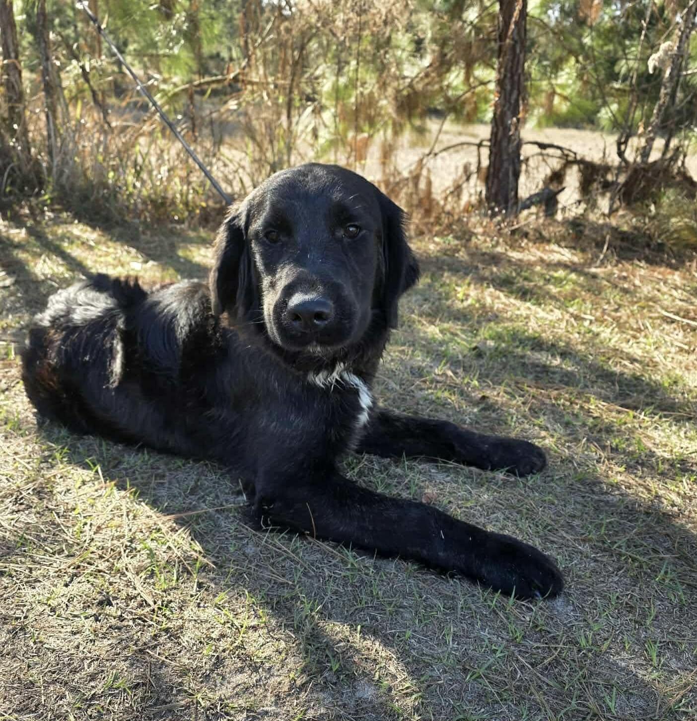 Enlarge Goose, a ADOPTABLE mixed breed in Jackson, MI image 4/5