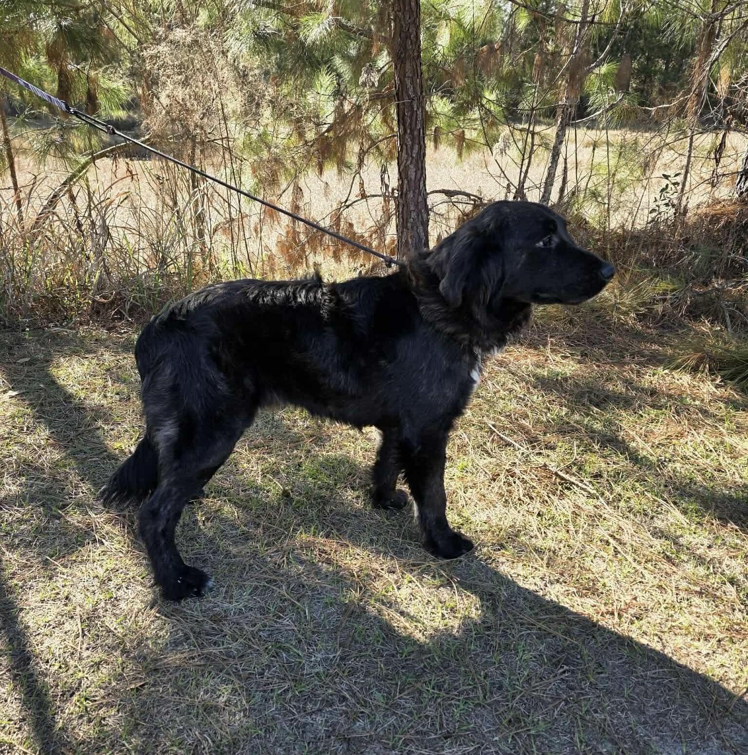 Enlarge Goose, a ADOPTABLE mixed breed in Jackson, MI image 2/5