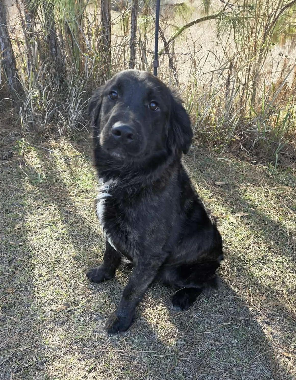 Enlarge Goose, a ADOPTABLE mixed breed in Jackson, MI image 3/5