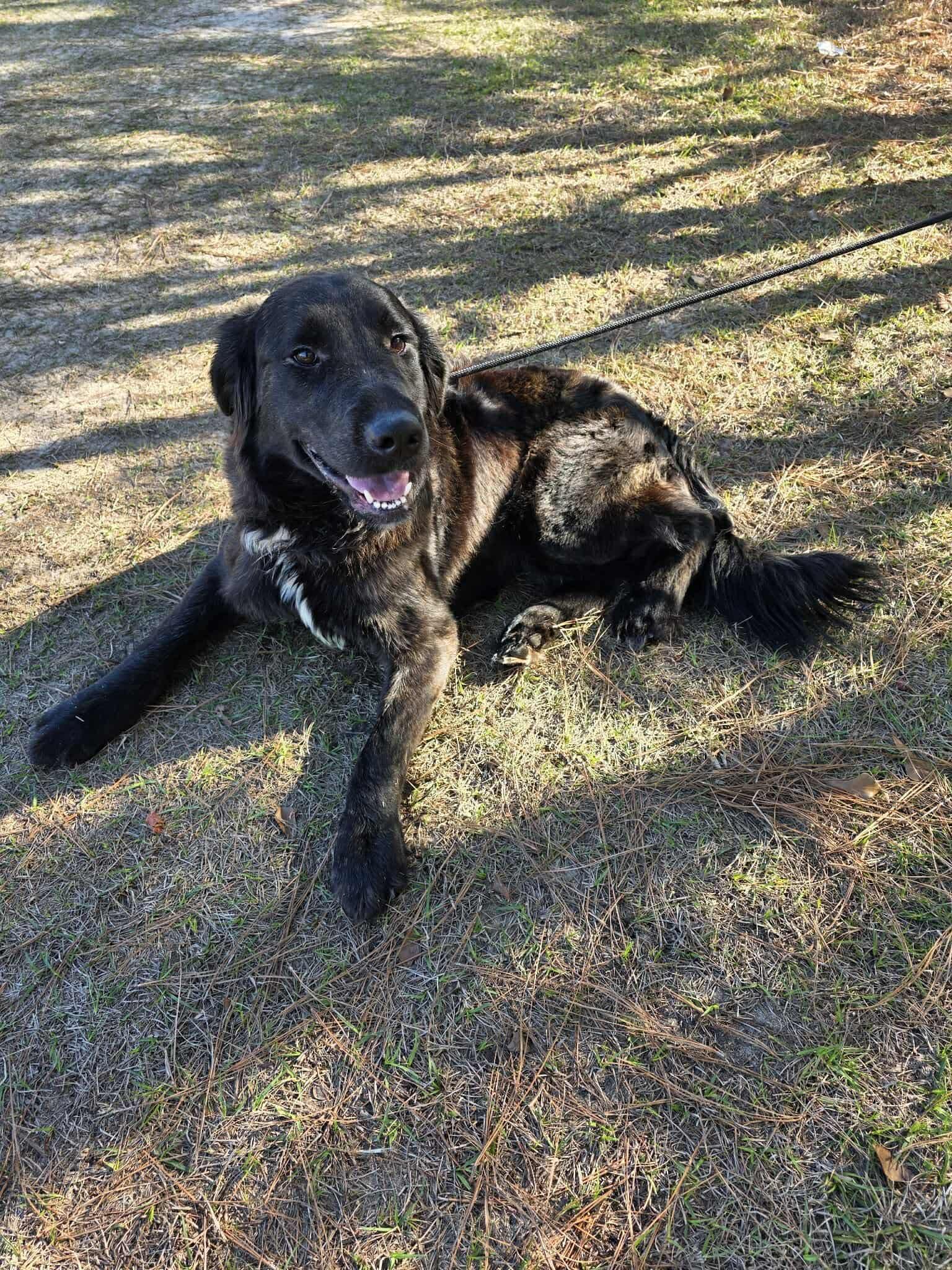 Enlarge Goose, a ADOPTABLE mixed breed in Jackson, MI image 1/5