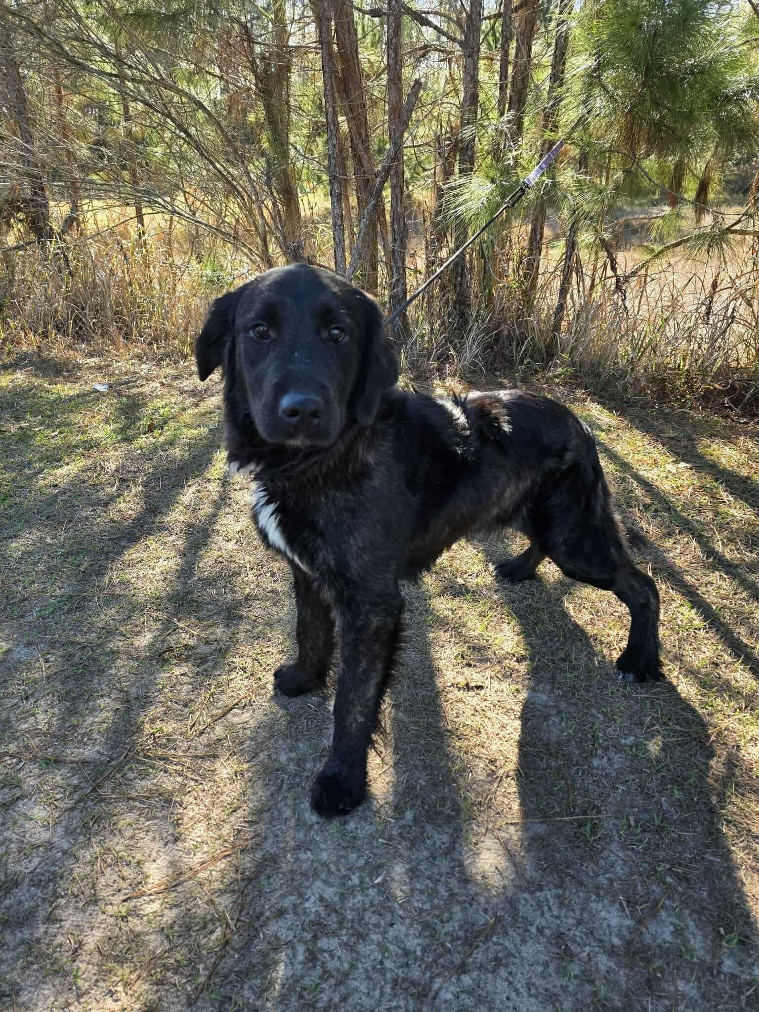 Enlarge Goose, a ADOPTABLE mixed breed in Jackson, MI image 5/5