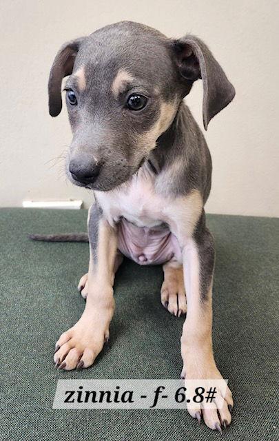 Enlarge Zinnia, a Adoptable Labrador Retriever in Hillside, IL image 1/3