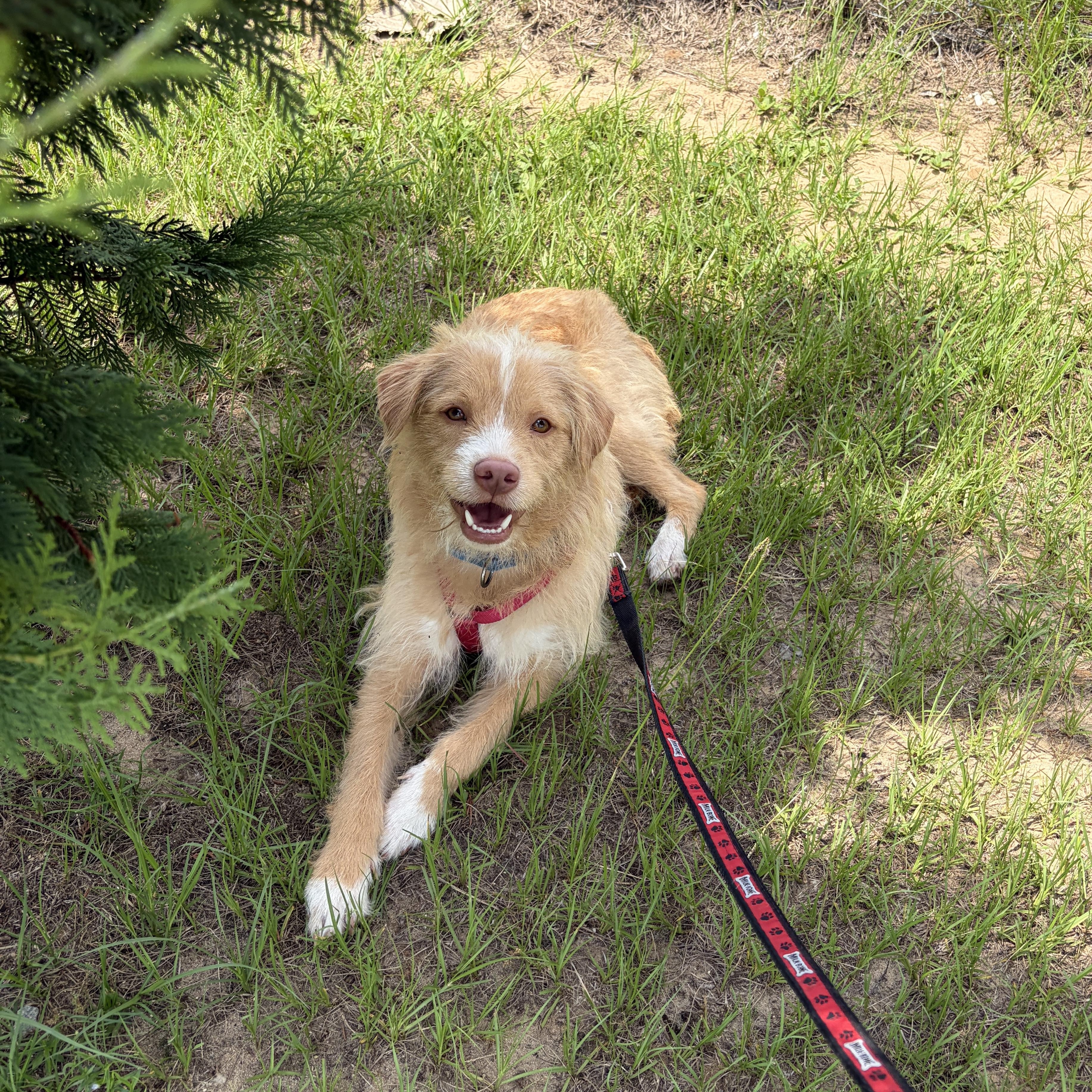 Victor, adoptable, Young Male Wire Fox Terrier.