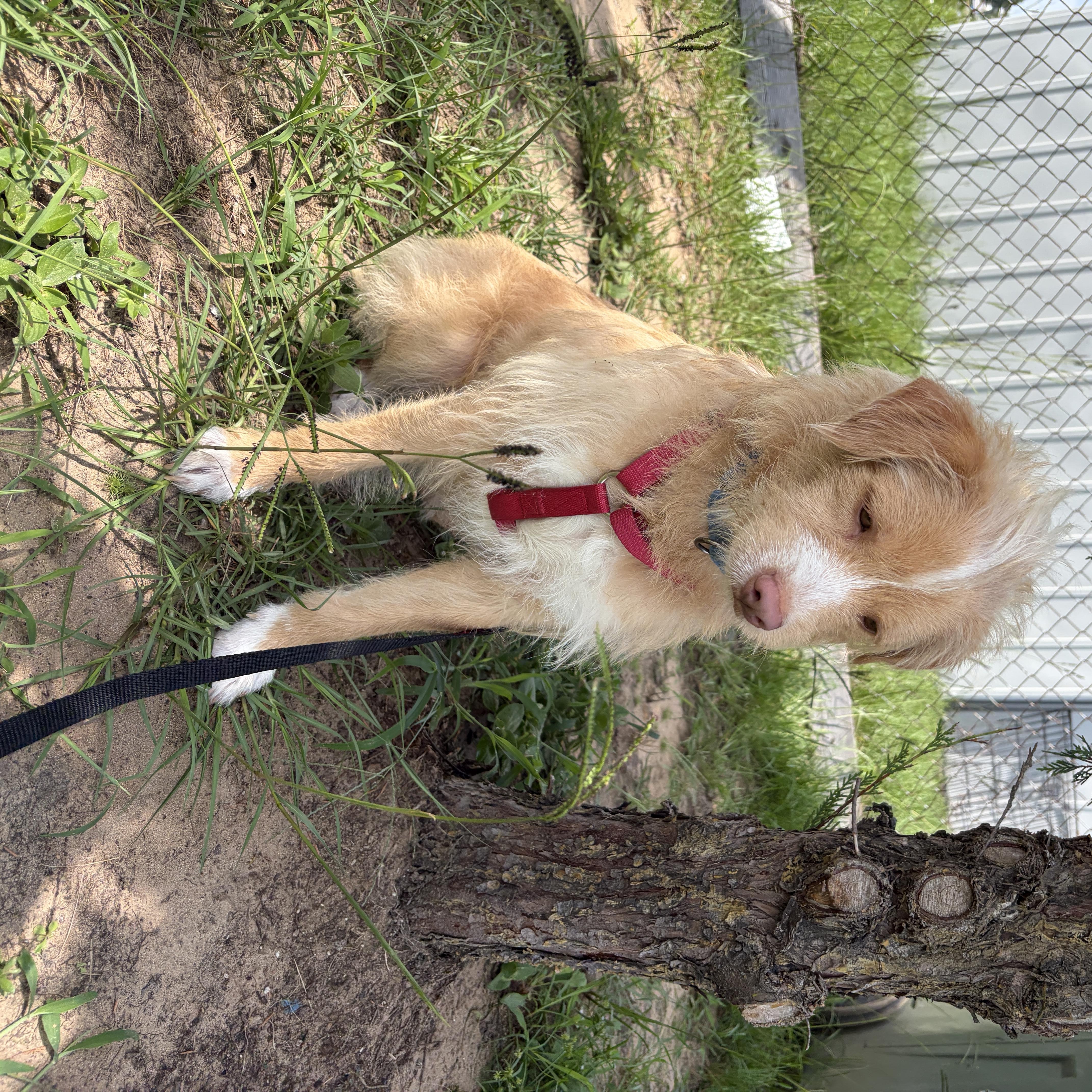 Enlarge Victor, an adoptable mixed breed in Perry, GA image 2/4