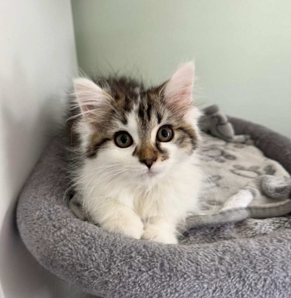 Linda, an adopted Tabby in Goshen, IN image 2/2