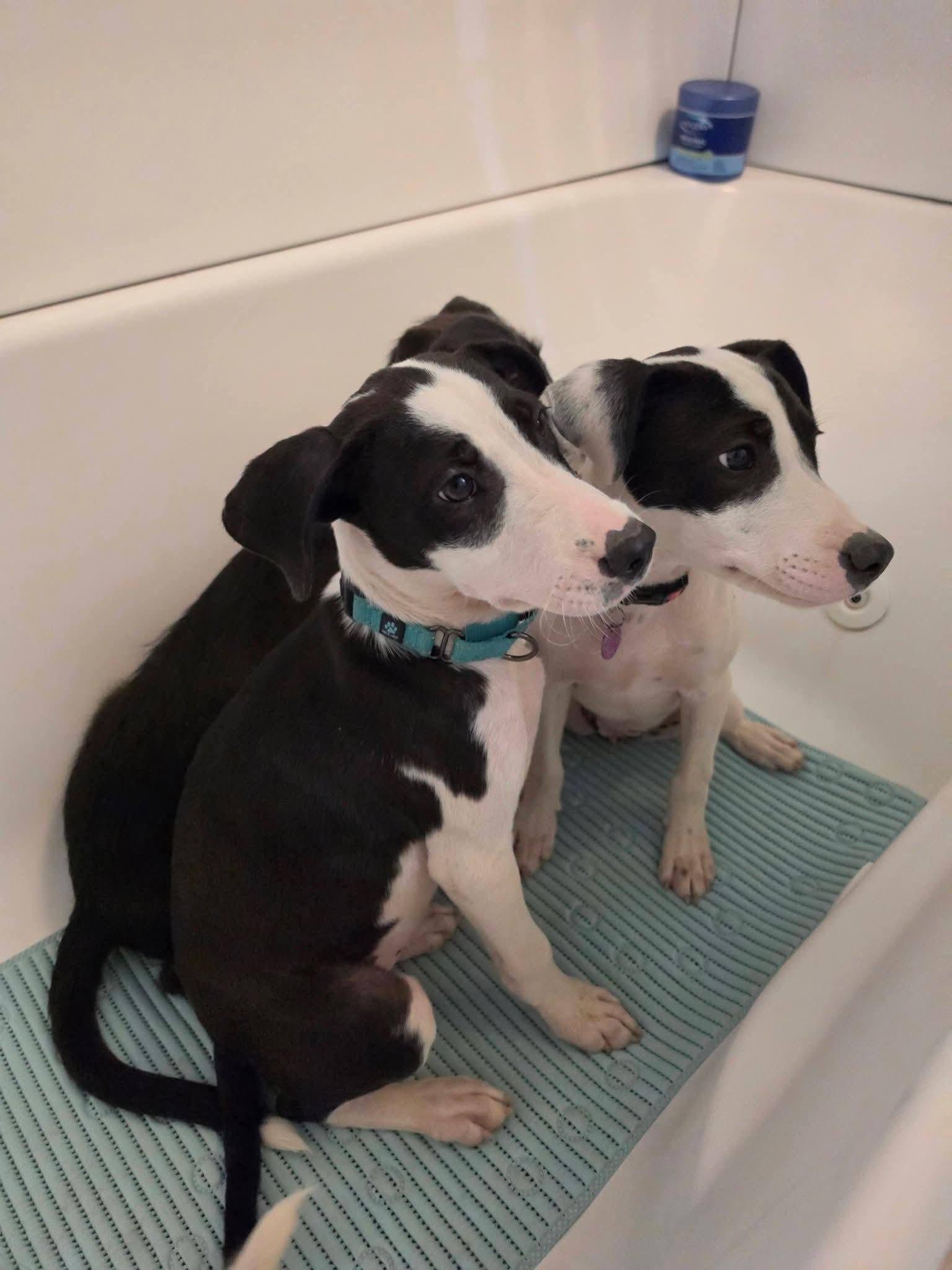 Enlarge Sally, a Adoptable mixed breed in Lexington, MO image 4/5