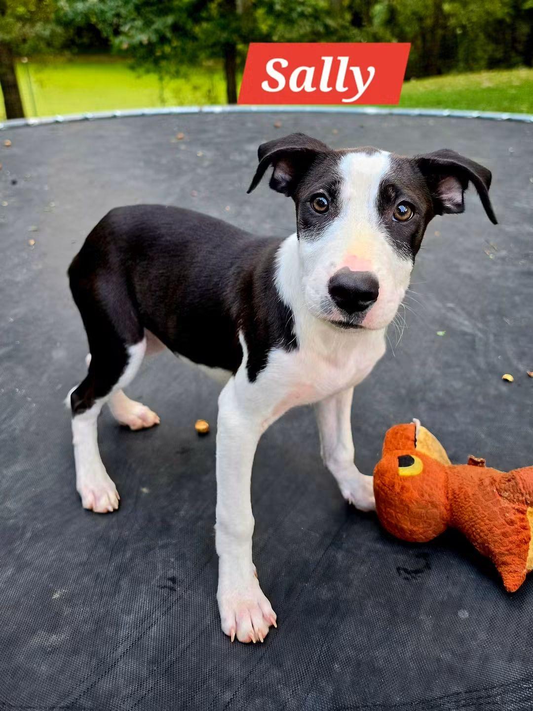 Enlarge Sally, a Adoptable mixed breed in Lexington, MO image 2/5