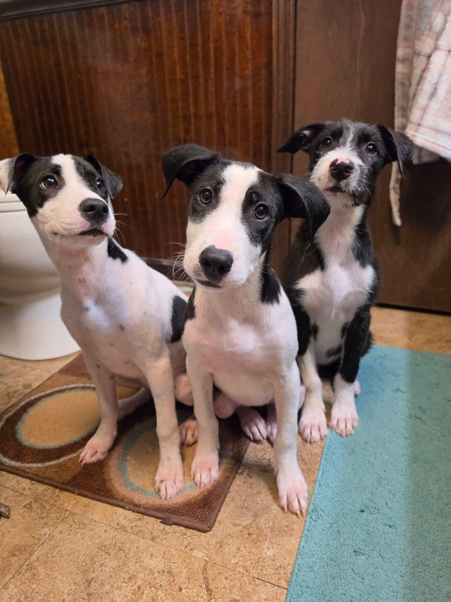 Enlarge Sally, a Adoptable mixed breed in Lexington, MO image 3/5