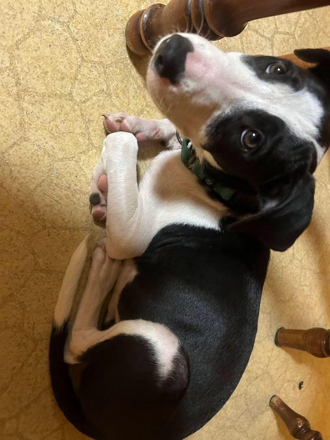 Enlarge Sally, a Adoptable mixed breed in Lexington, MO image 5/5