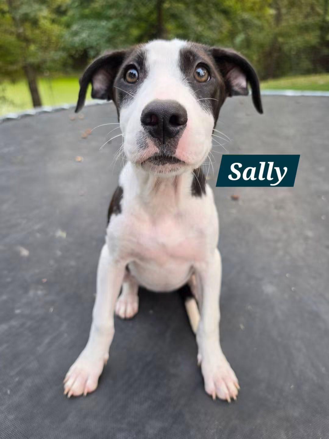 Sally, Adoptable, Puppy Female Pit Bull Terrier.