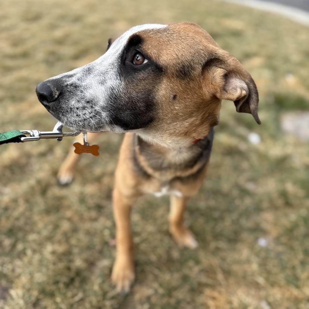 Feliz (Happy), Adoptable, Young Male Mixed Breed.