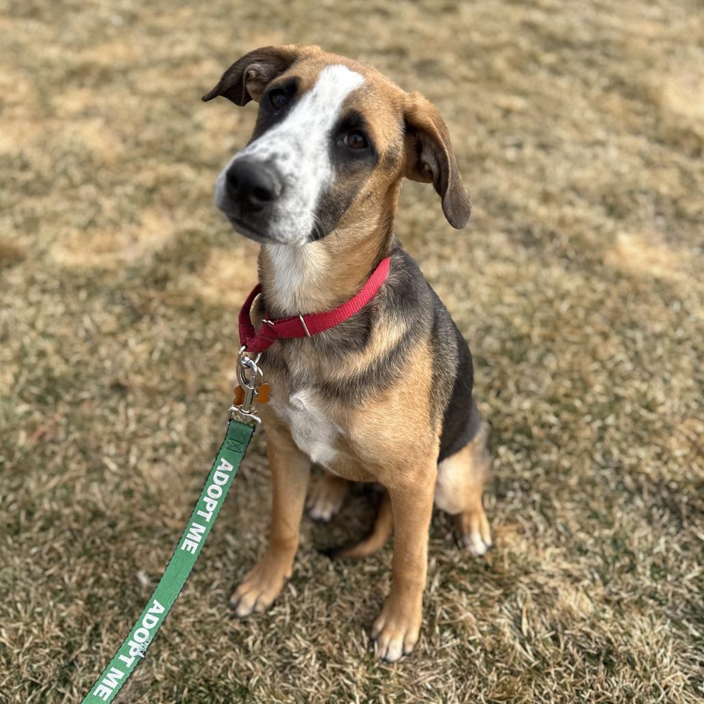 Feliz (Happy), a Adoptable Mixed Breed in Bend, OR image 2/6