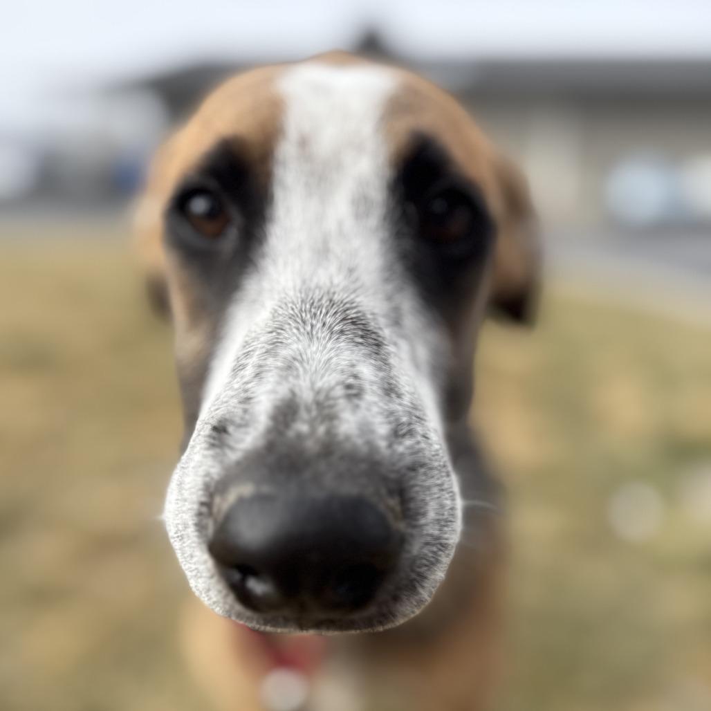 Feliz (Happy), a Adoptable Mixed Breed in Bend, OR image 3/6