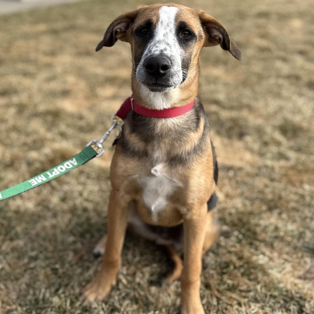 Feliz (Happy), a Adoptable Mixed Breed in Bend, OR image 4/6