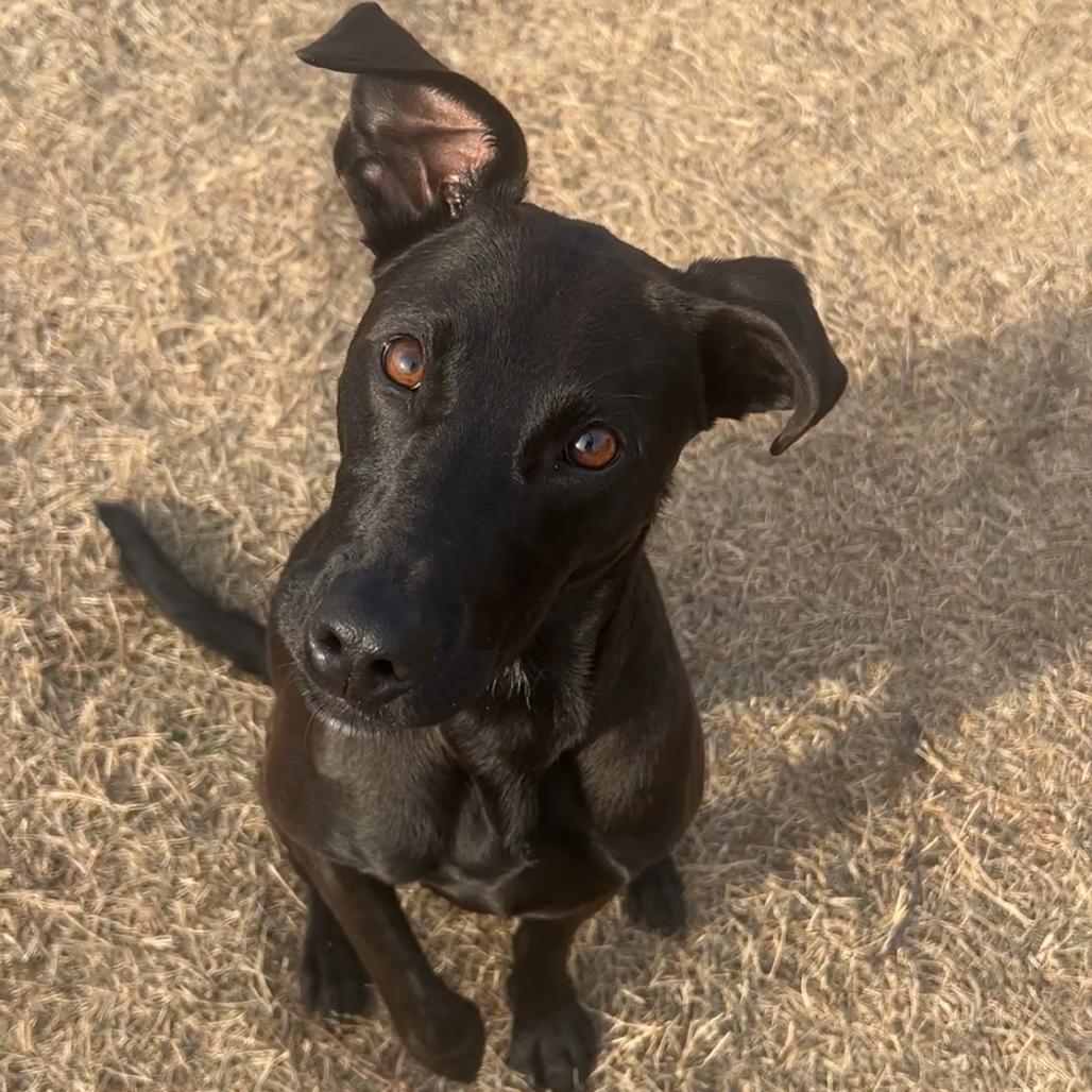 Enlarge Valentina, a Adoptable mixed breed in Norman, OK image 2/5