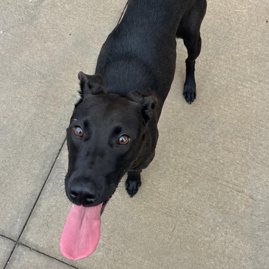 Enlarge Valentina, a Adoptable mixed breed in Norman, OK image 3/5