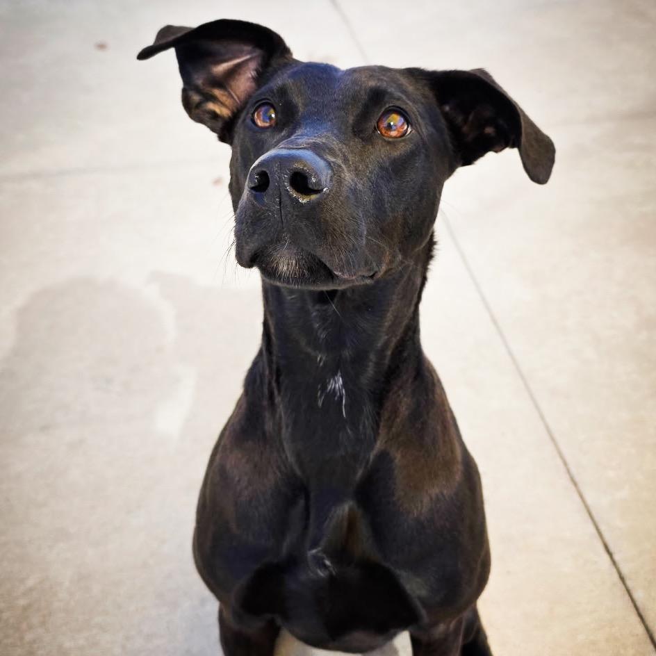 Enlarge Valentina, a Adoptable mixed breed in Norman, OK image 4/5