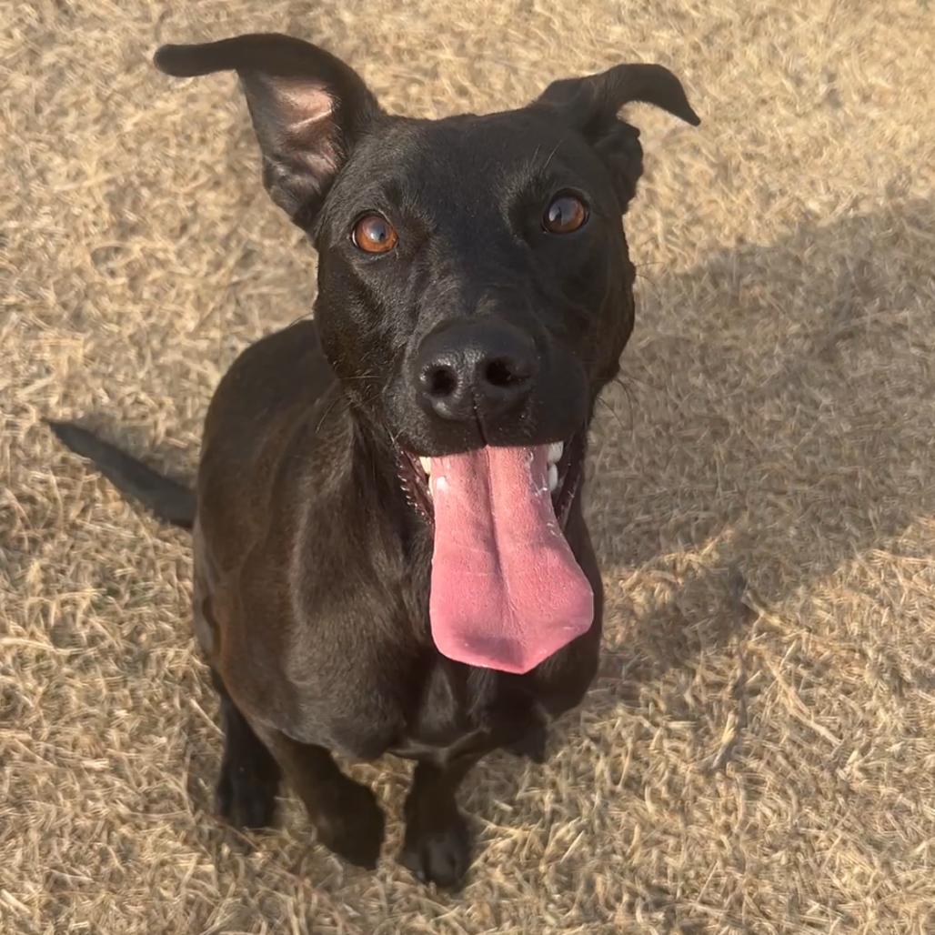 Enlarge Valentina, a Adoptable mixed breed in Norman, OK image 5/5