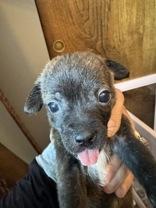 Enlarge Millie, an adopted mixed breed in Madras, OR image 1/1