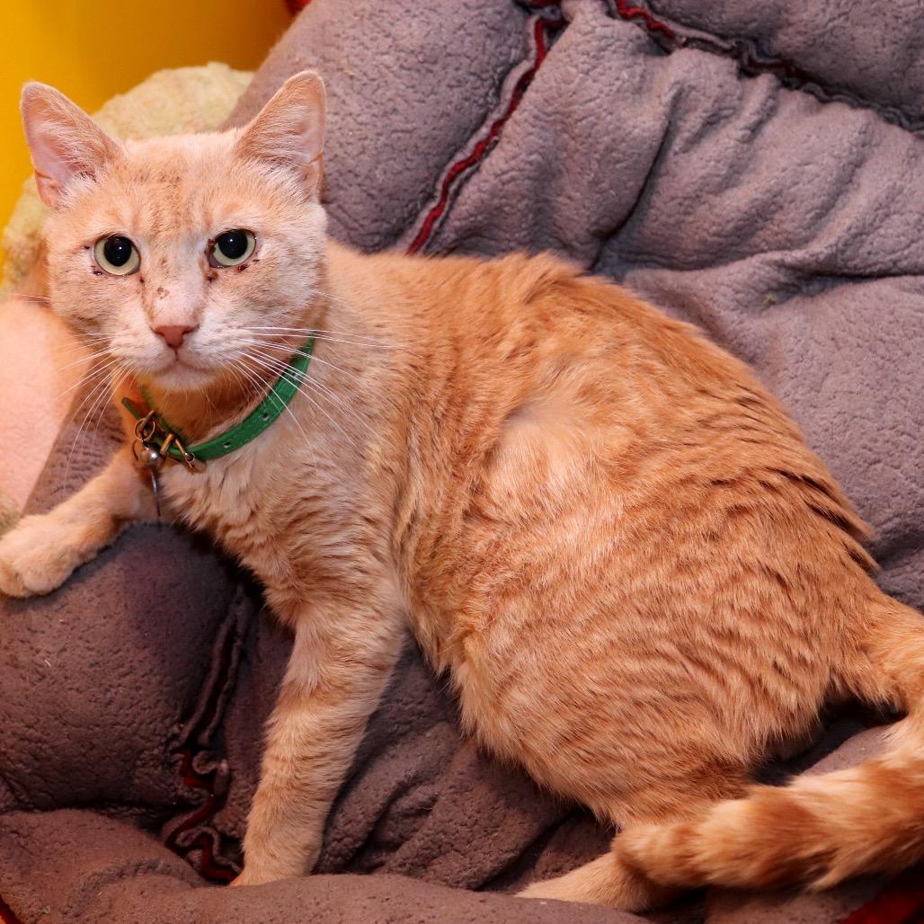 Pico the Gato, Adoptable, Adult Male Domestic Short Hair.