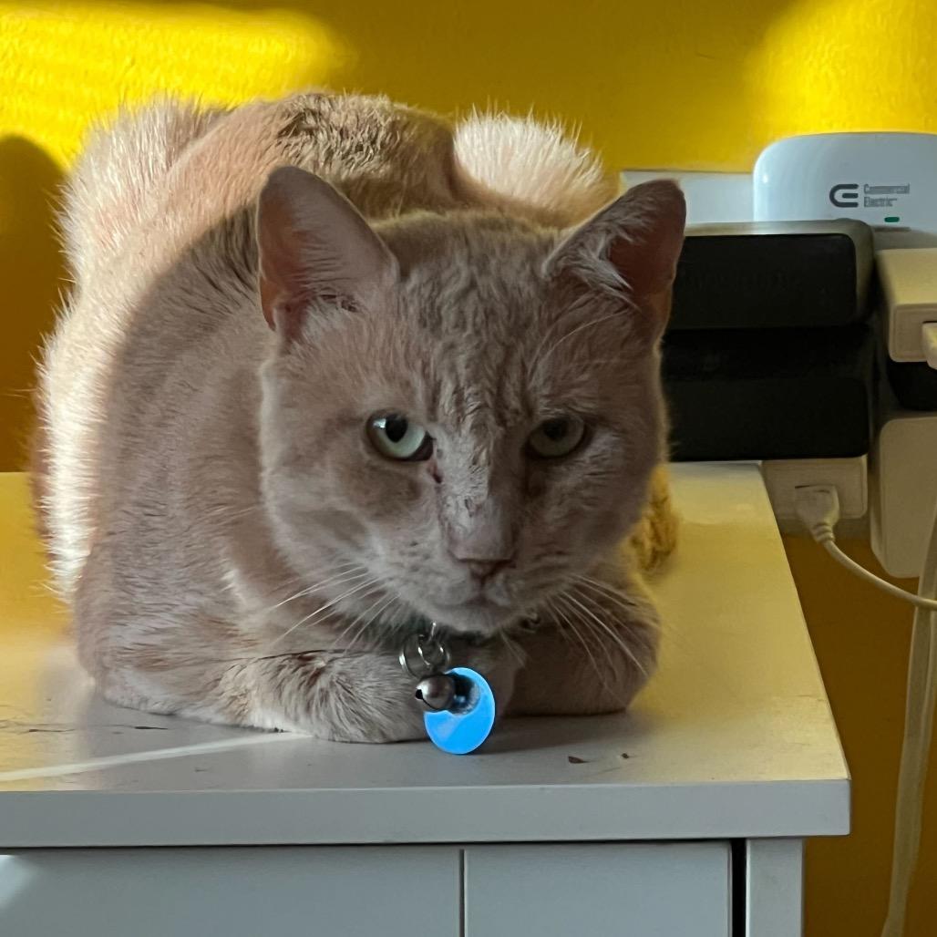 Enlarge Pico the Gato, a Adoptable Domestic Short Hair in Howard beach, NY image 2/6