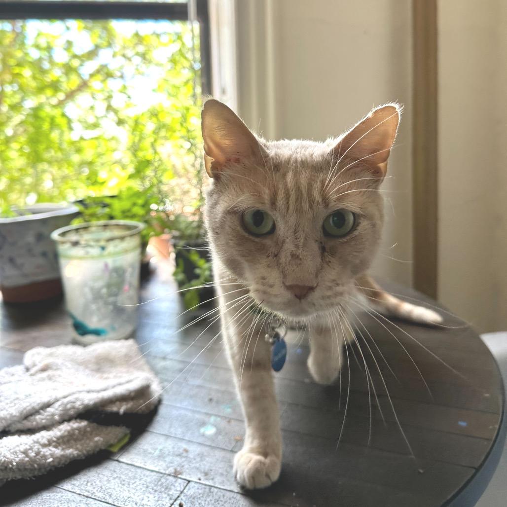 Enlarge Pico the Gato, a Adoptable Domestic Short Hair in Howard beach, NY image 3/6