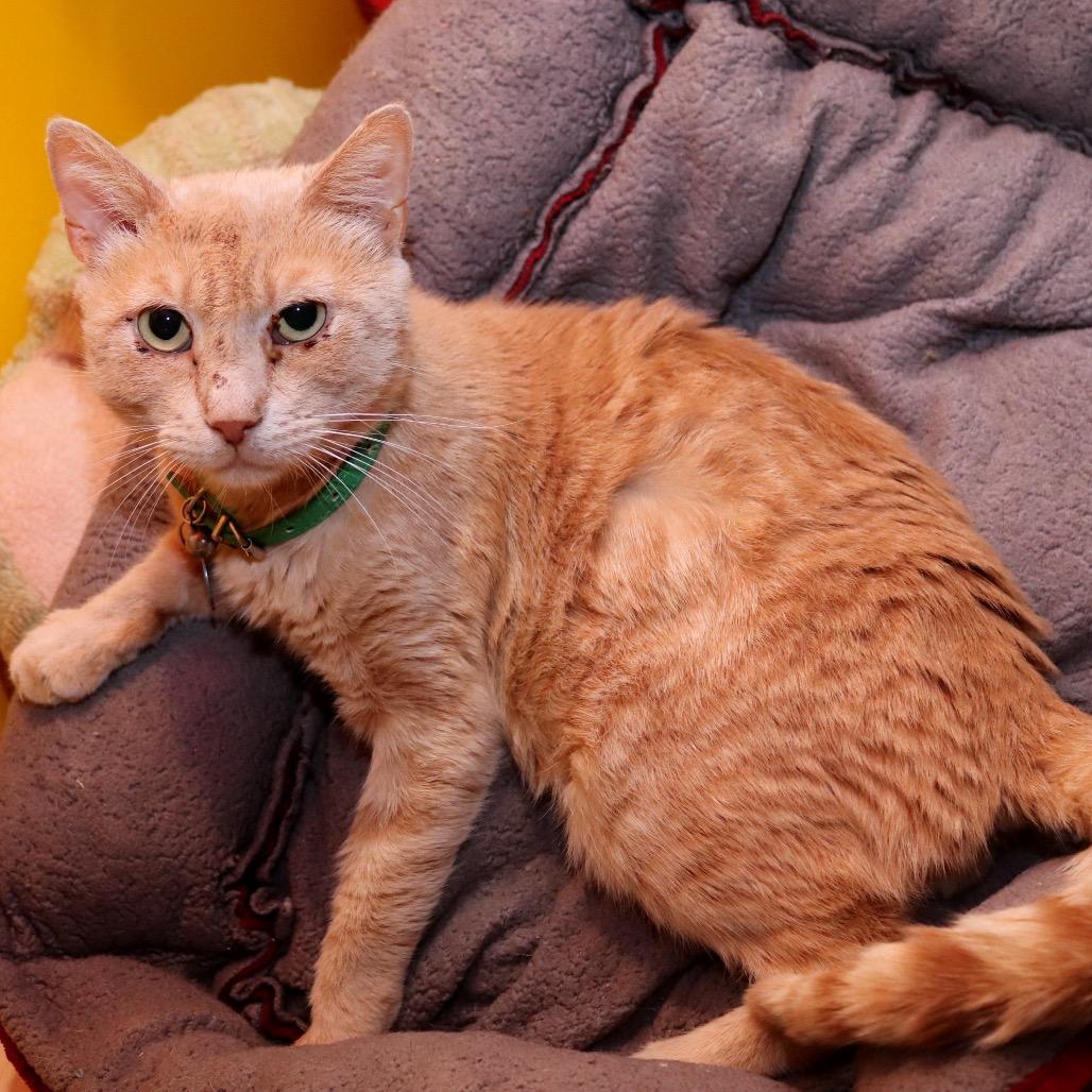 Enlarge Pico the Gato, a Adoptable Domestic Short Hair in Howard beach, NY image 4/6