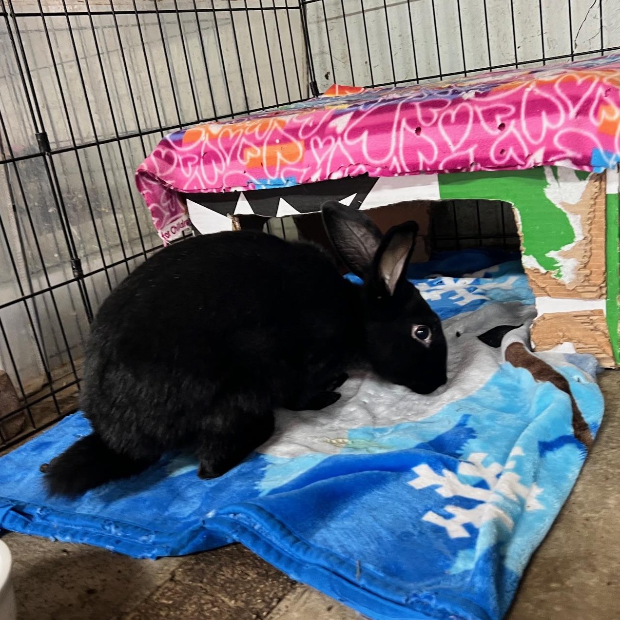 Grumpy (PEN 10), ADOPTABLE, Young Male Bunny Rabbit.