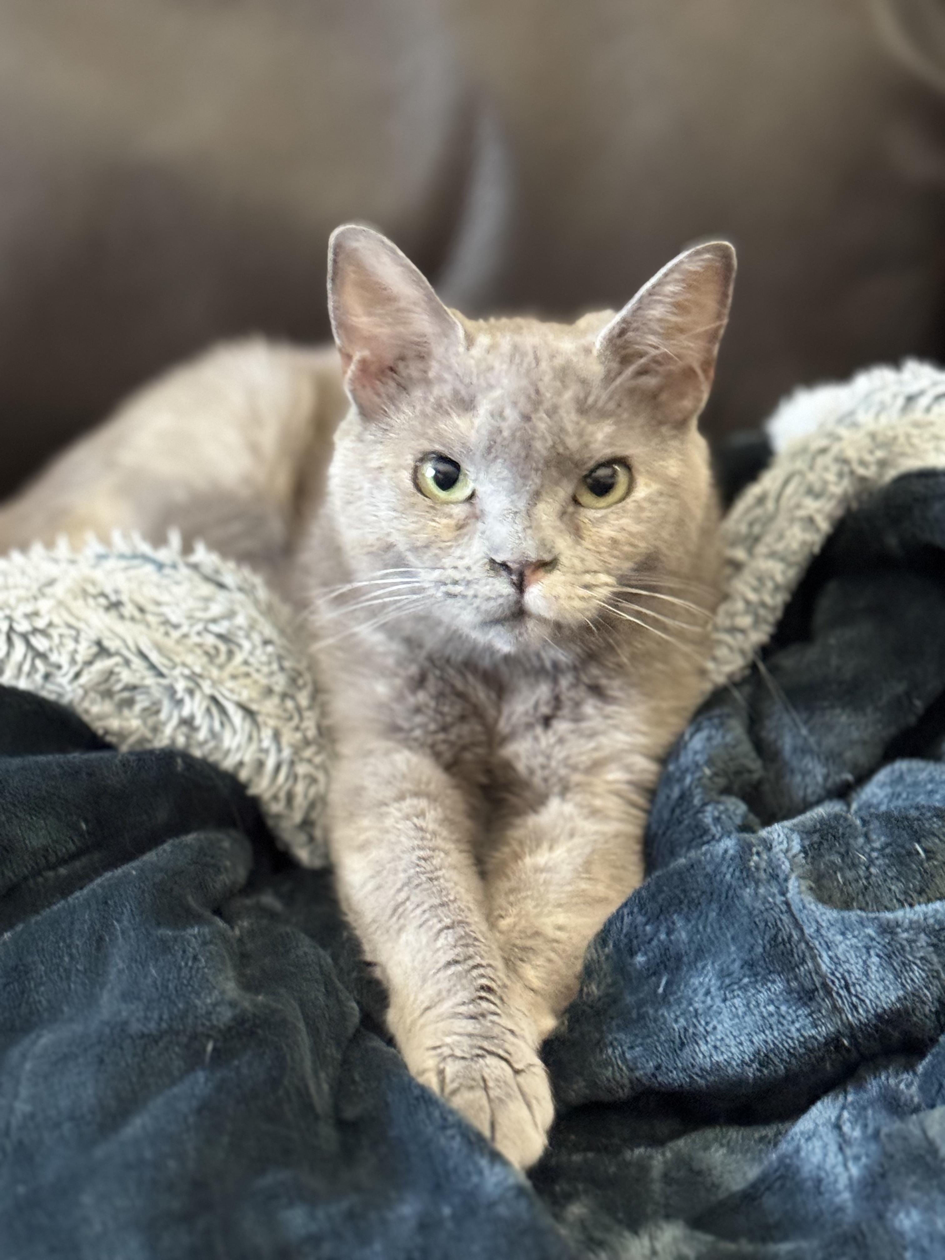 Enlarge JOURNEY, a ADOPTABLE Domestic Short Hair in Houston, TX image 4/5