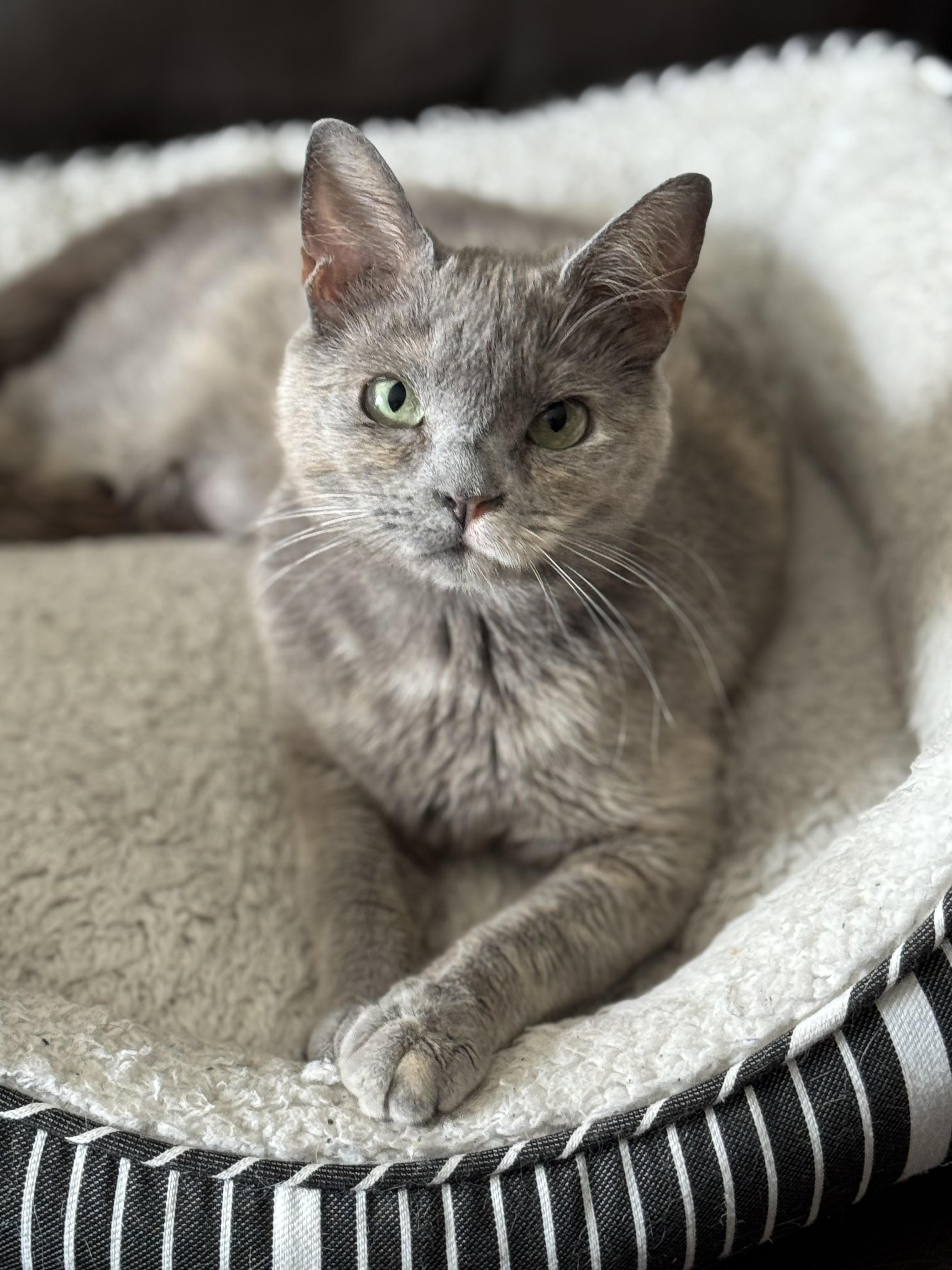 Enlarge JOURNEY, a ADOPTABLE Domestic Short Hair in Houston, TX image 2/5