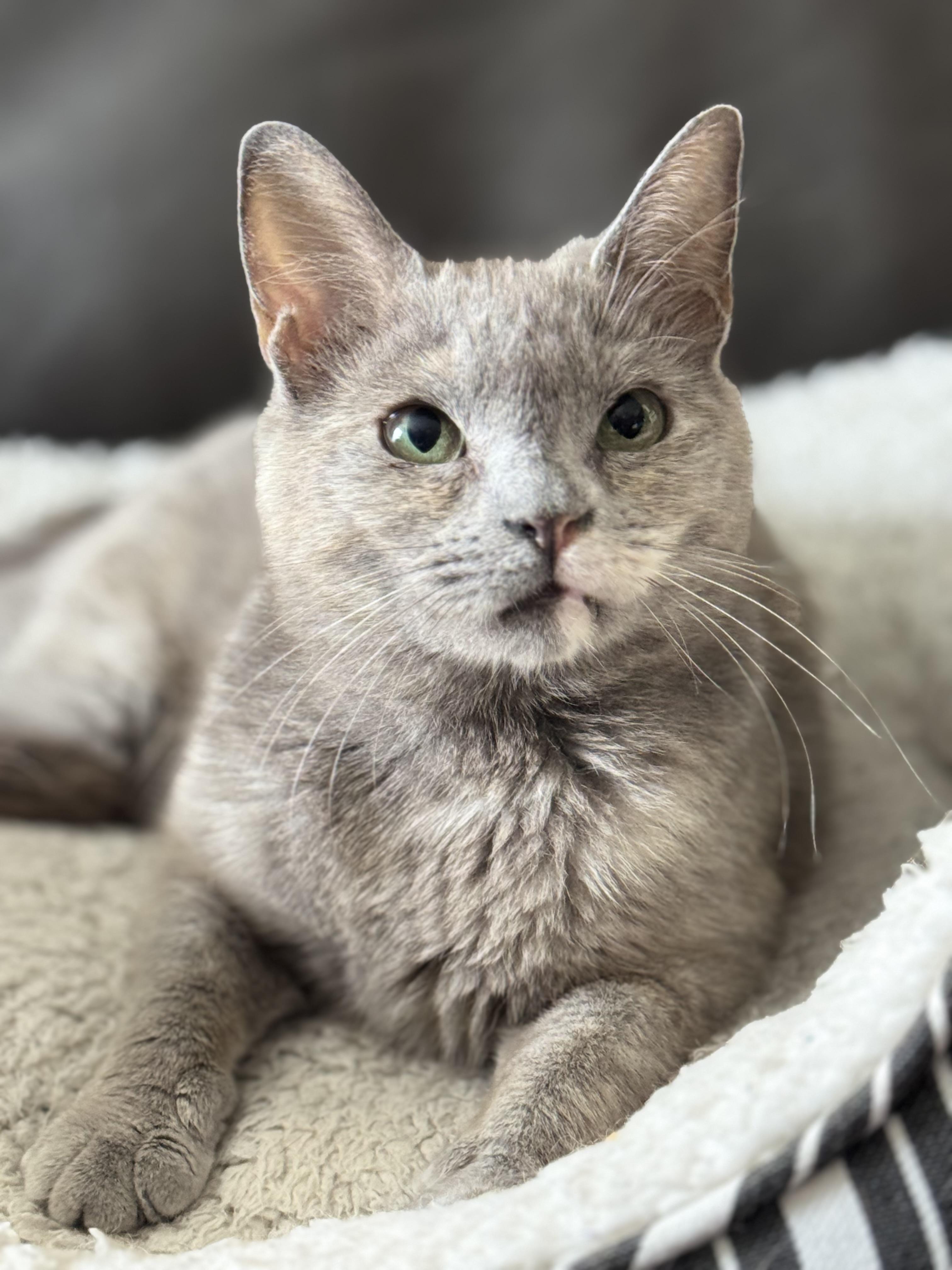 Enlarge JOURNEY, a ADOPTABLE Domestic Short Hair in Houston, TX image 3/5