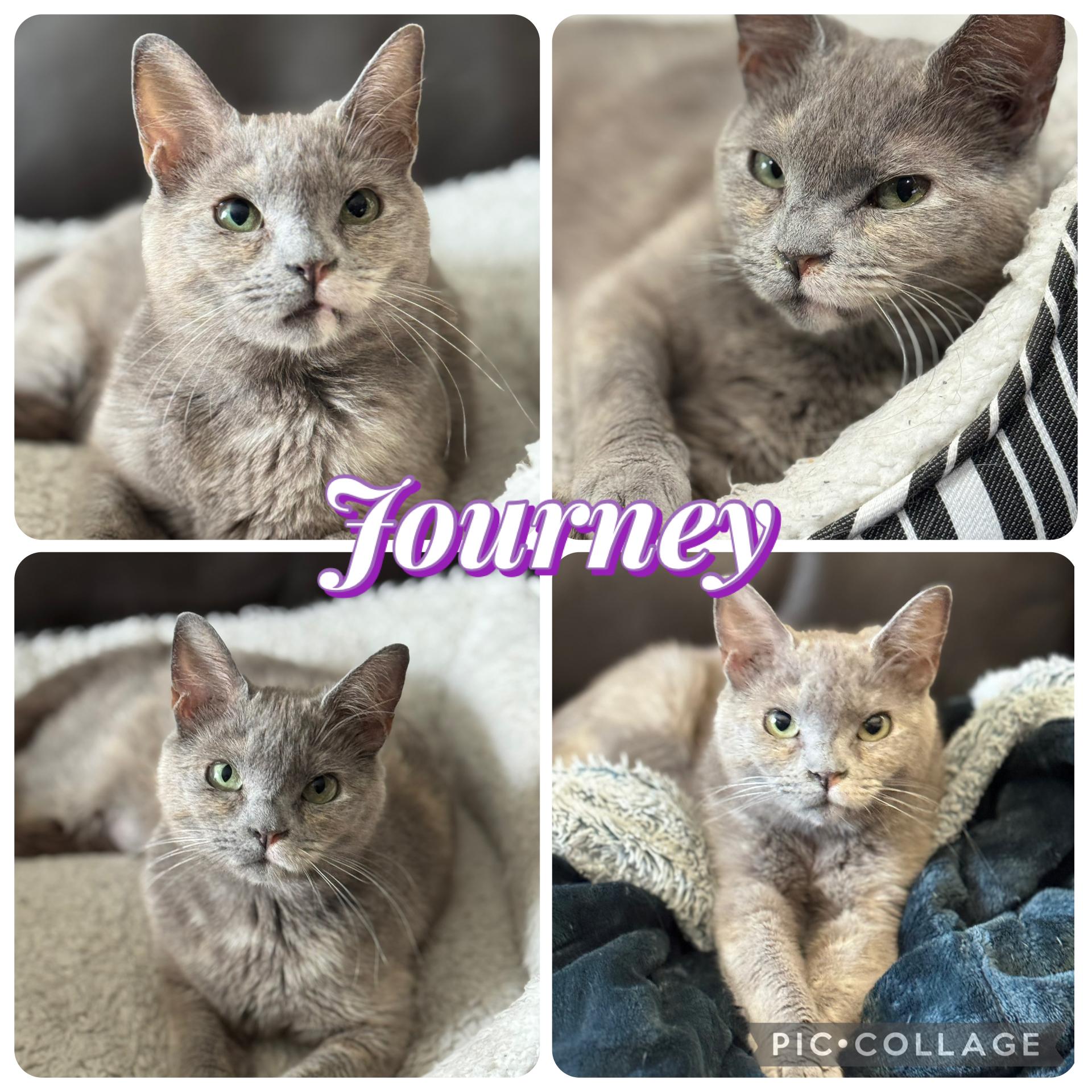 JOURNEY, ADOPTABLE, Adult Female Domestic Short Hair.