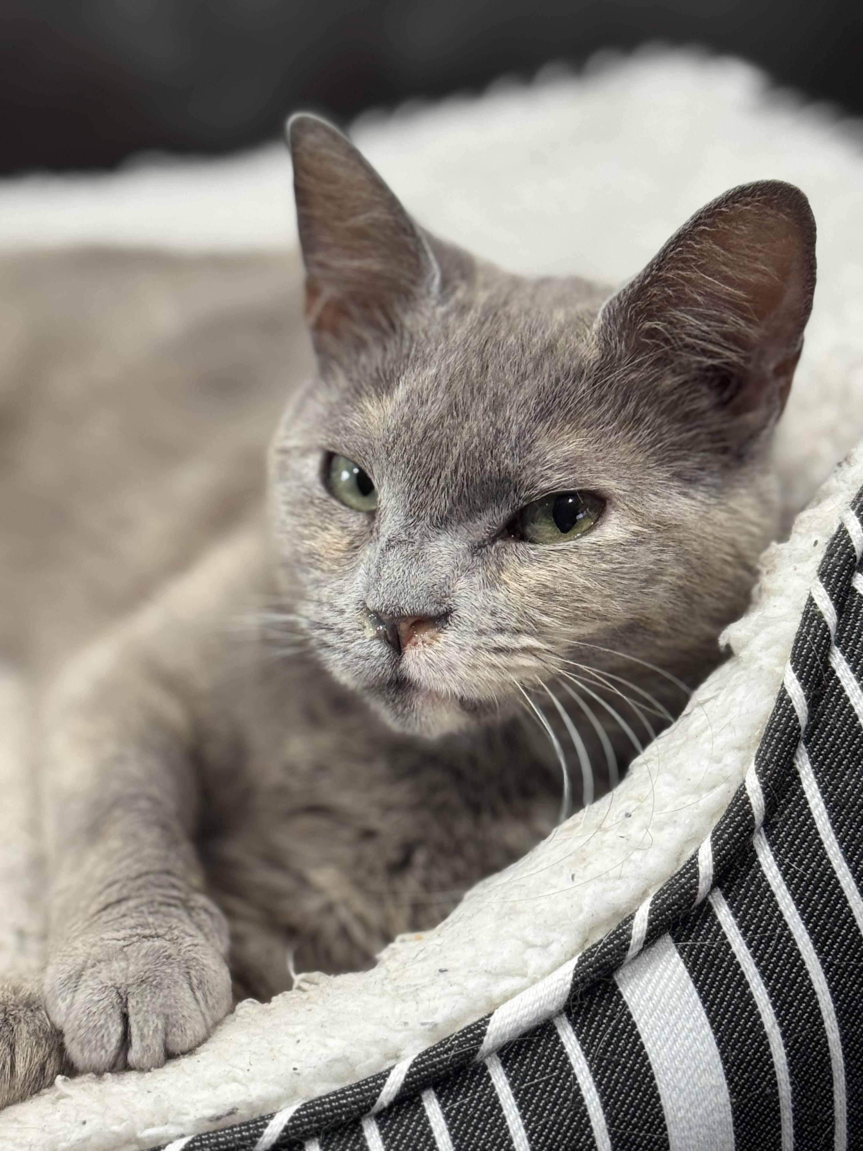 Enlarge JOURNEY, a ADOPTABLE Domestic Short Hair in Houston, TX image 5/5