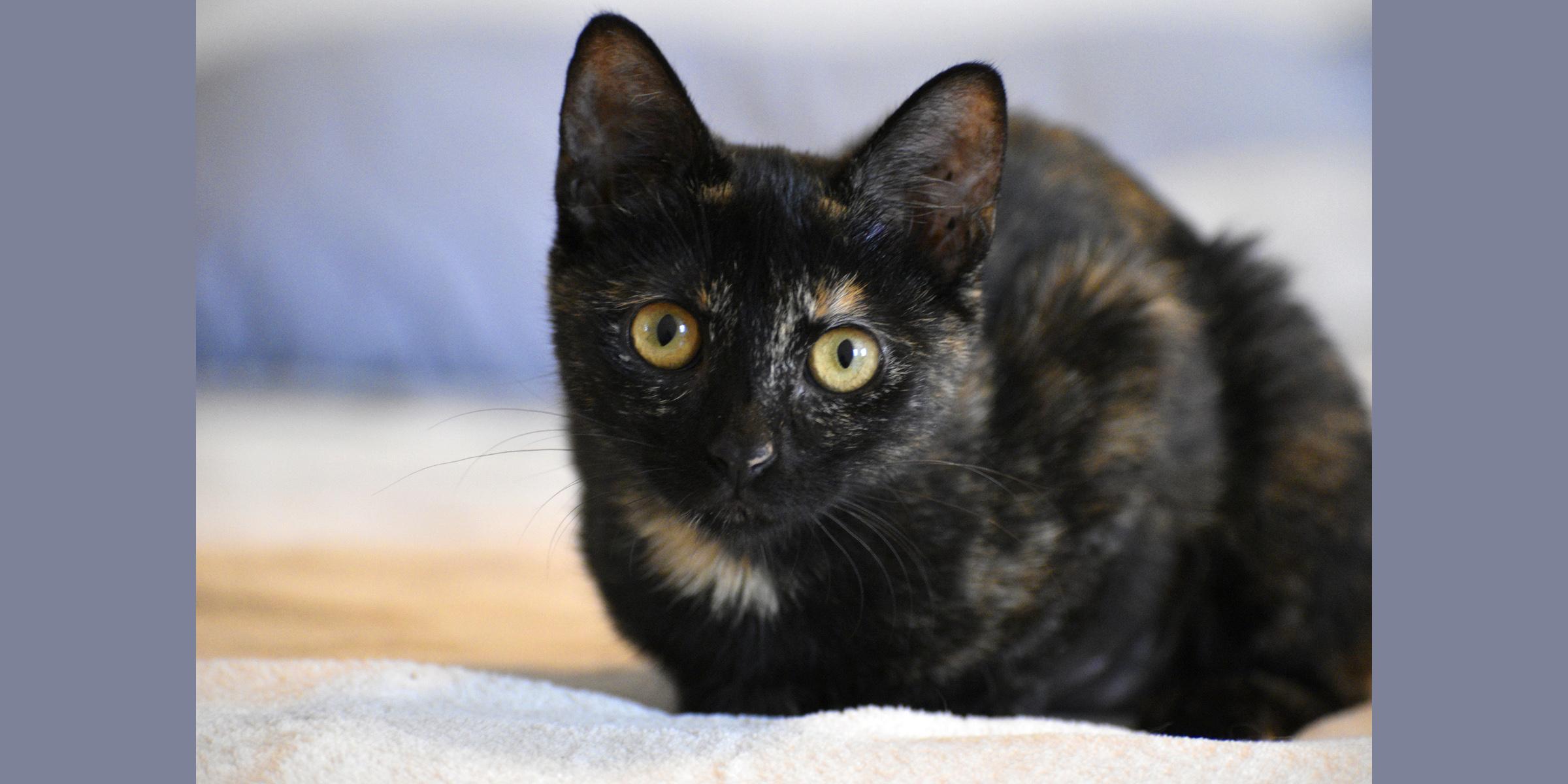 Junie B Jones, Adopted, Young Female Tortoiseshell.
