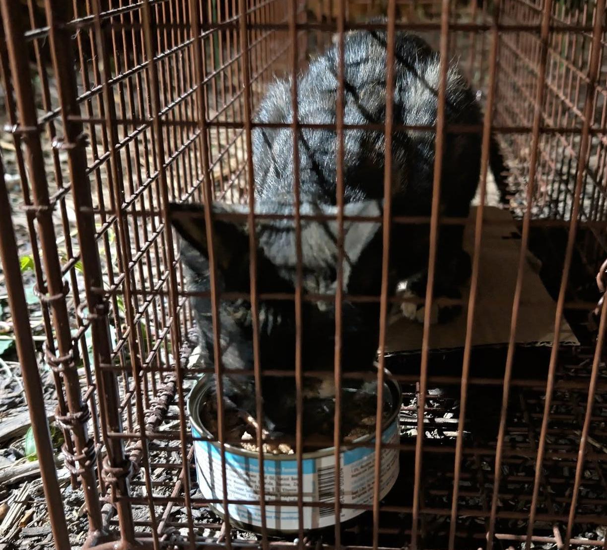 Enlarge Junie B Jones, a Adopted Tortoiseshell in Georgetown, TX image 2/3