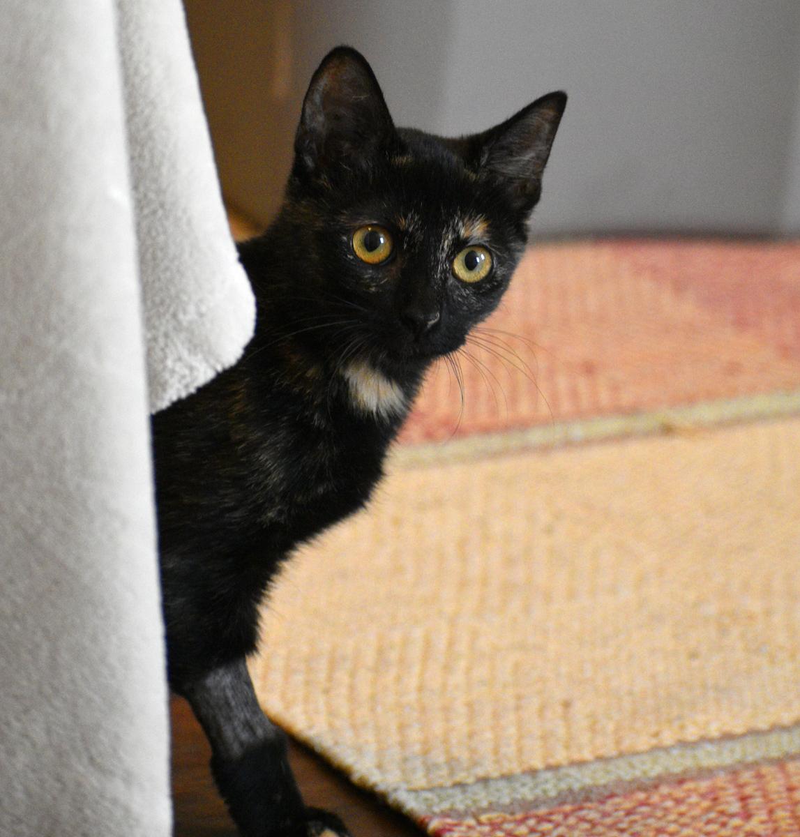 Enlarge Junie B Jones, a Adopted Tortoiseshell in Georgetown, TX image 3/3