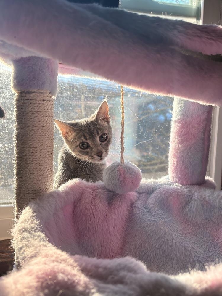 Enlarge Jill, a Adoptable Domestic Short Hair in Greensburg, PA image 2/5