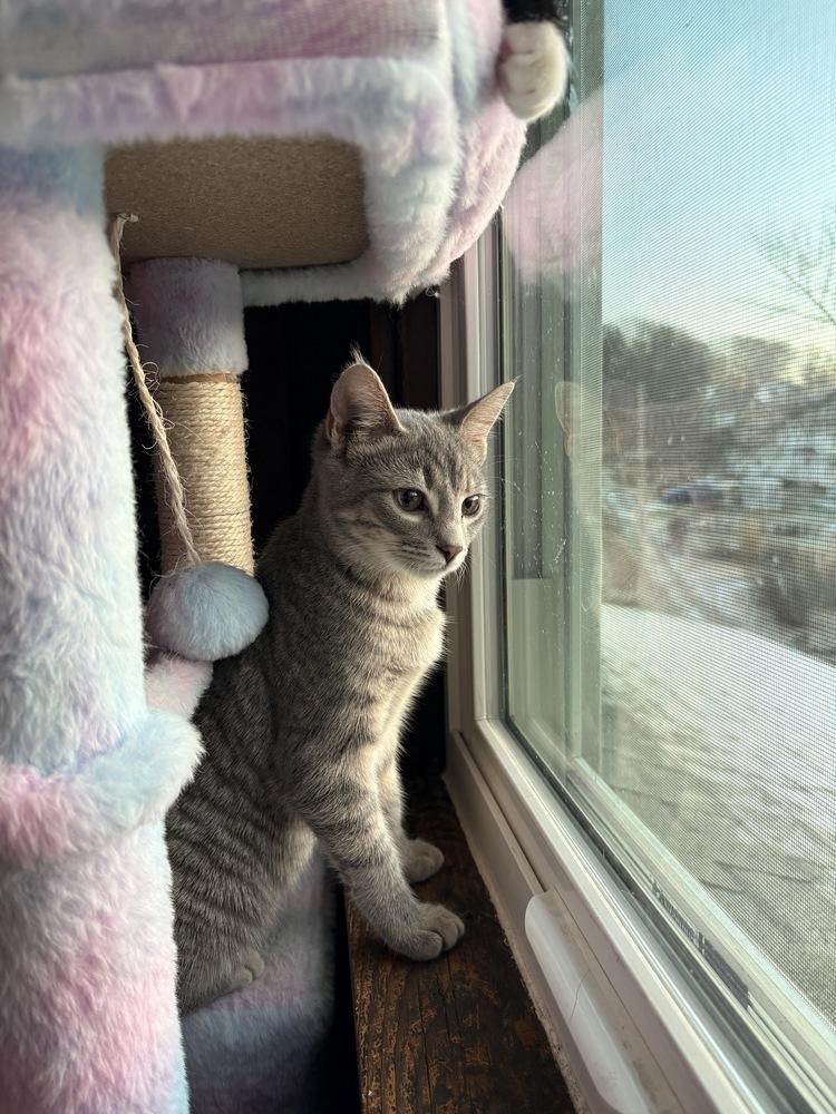 Enlarge Jill, a Adoptable Domestic Short Hair in Greensburg, PA image 3/5