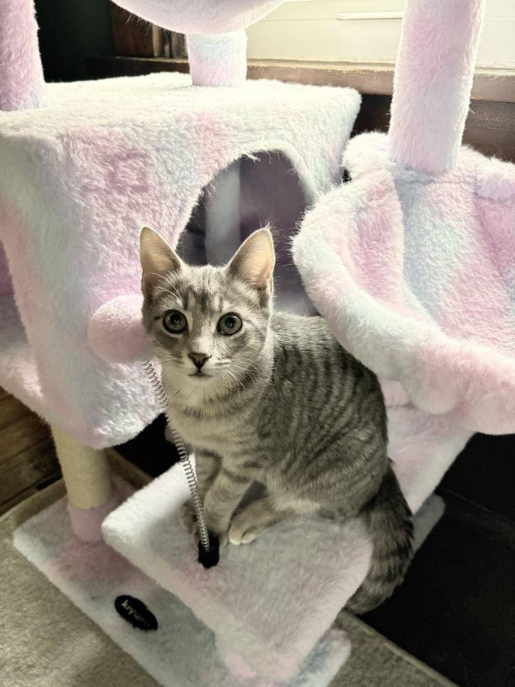 Enlarge Jill, a Adoptable Domestic Short Hair in Greensburg, PA image 5/5