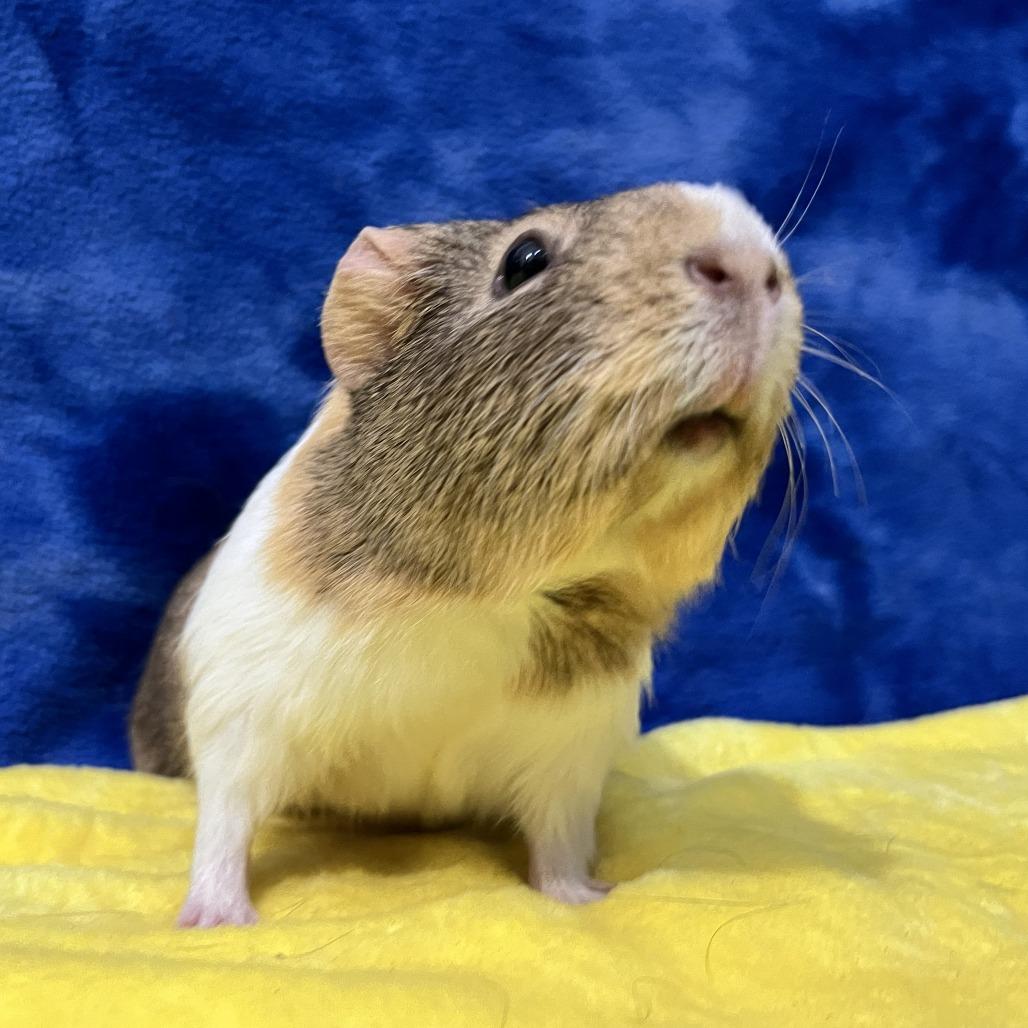 Elsa (bonded to Anna), Adoptable, Young Female Guinea Pig.