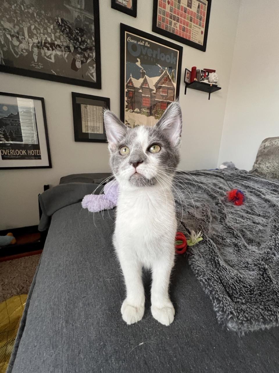 Enlarge Michael, a Adopted Domestic Short Hair in Las Vegas, NV image 2/3