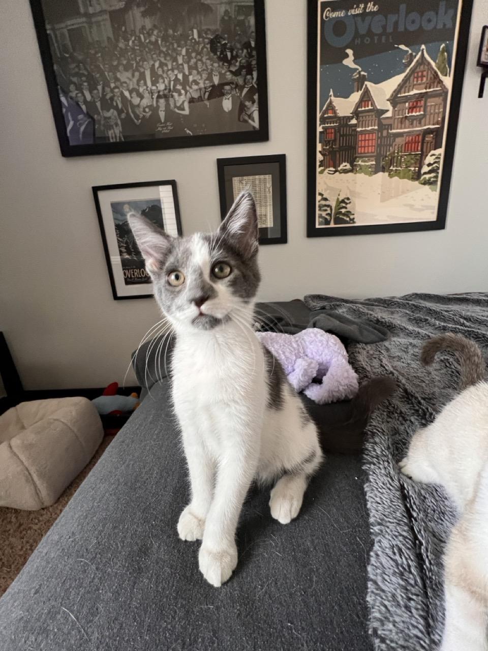 Michael, Adopted, Kitten Male Domestic Short Hair.