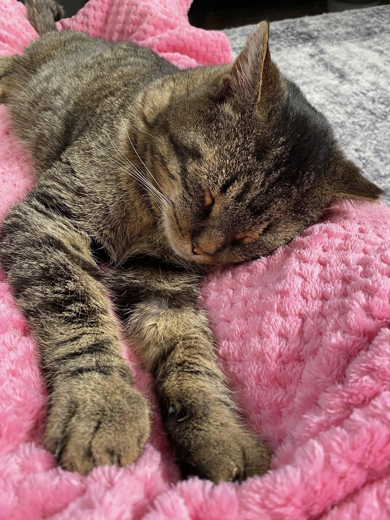 Enlarge Kurtis, a Adoptable Tabby in East Amherst, NY image 3/6