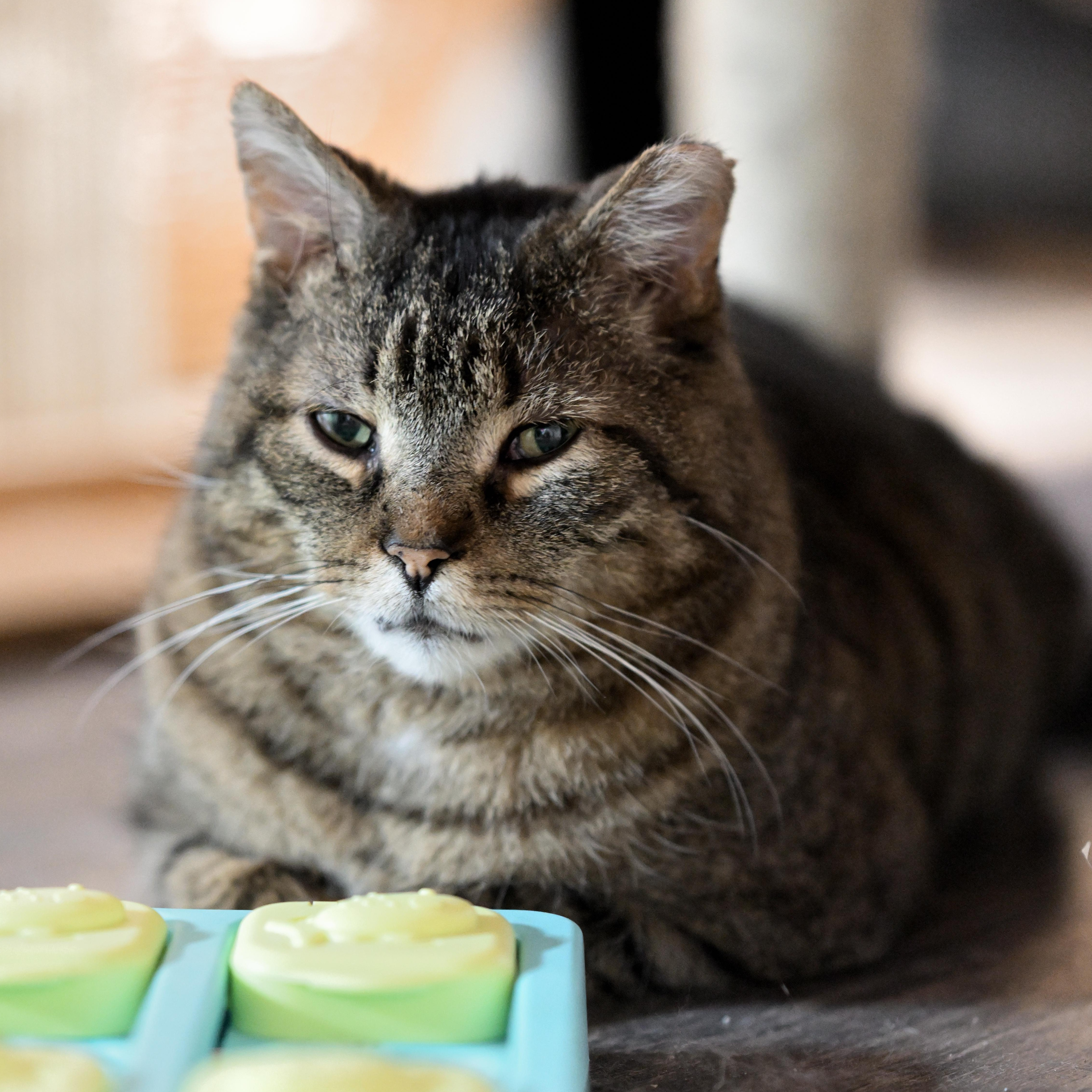 Kurtis, Adoptable, Senior Male Tabby.