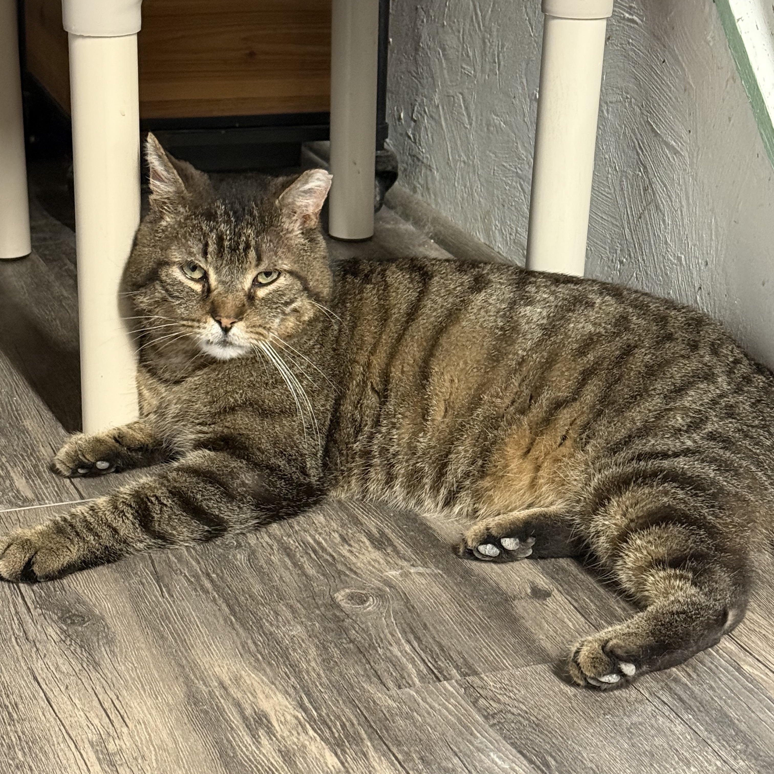 Enlarge Kurtis, a Adoptable Tabby in East Amherst, NY image 4/6