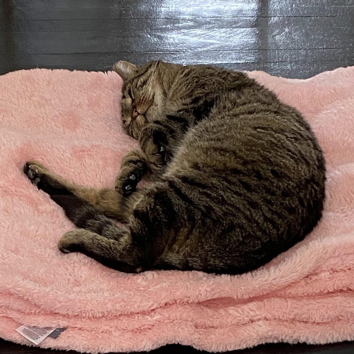 Enlarge Kurtis, a Adoptable Tabby in East Amherst, NY image 6/6