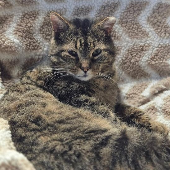 Enlarge Kurtis, a Adoptable Tabby in East Amherst, NY image 5/6