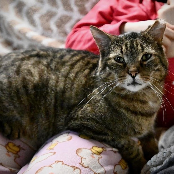 Enlarge Kurtis, a Adoptable Tabby in East Amherst, NY image 2/6