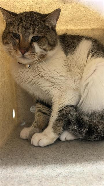 Enlarge SPETZEL, a Adoptable Domestic Short Hair in Fruit Heights, UT image 1/1